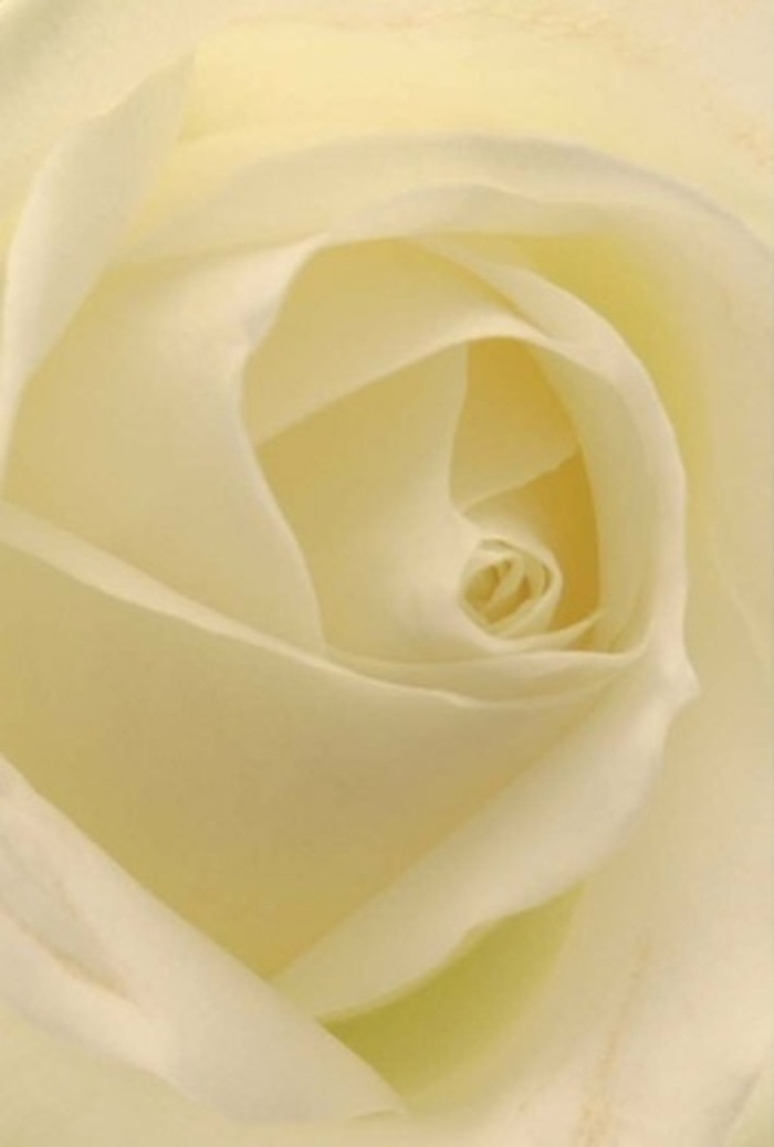 Gazing closely at this exquisite white rose, you are drawn into its world of tranquility and soft light, much like stepping off the lively Holborn streets into the hushed calm of a townhouse courtyard. Cream and ivory petals blend together seamlessly, every layer glowing as if quietly illuminated from within. There's an effortless sophistication in the way the petals spiral, their edges curling with a patience that only nature and skilled local florists can achieve. Shadows nestle subtly between the velvety folds, adding dimension and a sense of gentle movement, as though the flower is slowly breathing. This rose is equally fit for romantic gestures shared over dinner near High Holborn, heartfelt apologies, or as the centrepiece of an elegant city wedding. Its near-perfect core suggests purity and a serene resilience, while the faintest nuances in shading hint at the depth of emotion behind every occasion. As a florist in Holborn, I find this bloom speaks of understated grace, radiating a soft, clean fragrance that lingers-beautifully befitting any moment where sincerity and care are paramount. It's a timeless flower, expertly arranged, its beauty elevated by both tradition and modern artistry.